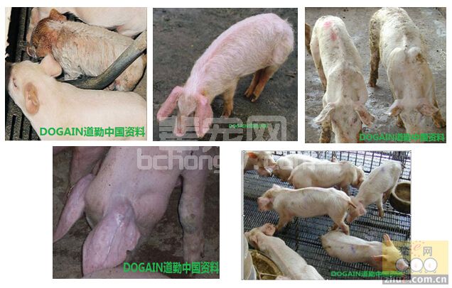 消除免疫缺失期是猪场利润的保障