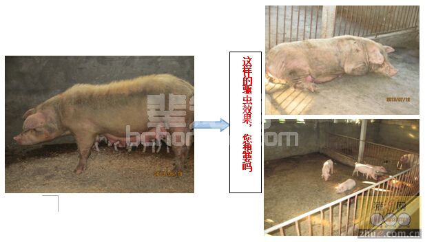 蟲倍黑与传统驱虫药的对比