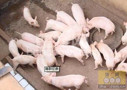 新入栏猪管理和注意事项分享
