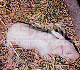 初生、断奶仔猪体重小的原因以及相应对策