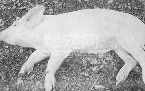 猪传染性胃肠炎的发病症状以及防治技术