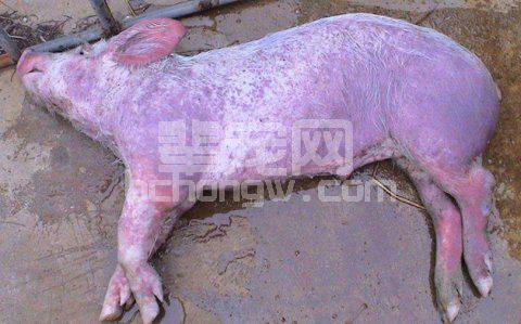 减少养猪疾病发生及改变环境的养猪新方法