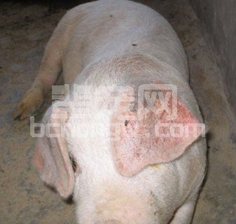 猪传染性胃肠炎与流行性腹泻之间如何区分