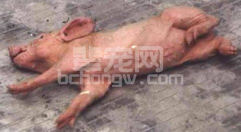 猪瘟、猪丹毒、猪肺疫三病防治措施及治疗