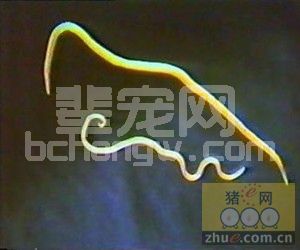 猪蛔虫病的特征、诊断及防治技术分享