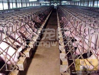 夏季养猪要注意猪圆环病毒的发生及防治