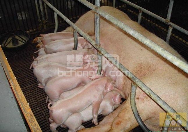 母猪不宜滥用磺胺类药物来预防治疗疾病