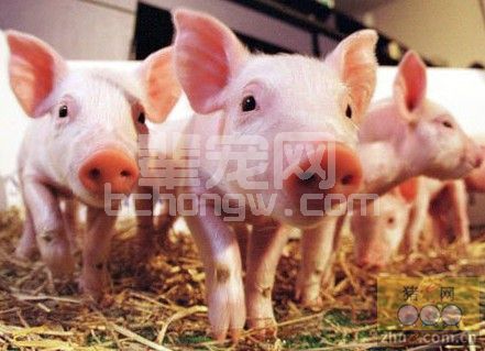 生产过程中如何防治仔猪白痢有“九土方”