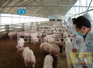 猪场内掌握5大要点 提高猪群的驱虫效果