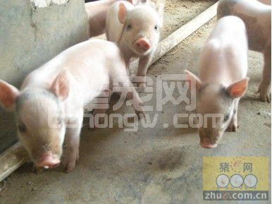 猪传染性胸膜肺炎和喘气病的临床特征鉴别