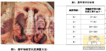 猪群健康监控：屠宰场病变评估系统的建立