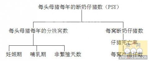 断奶母猪发情控制与猪场经济效益的关系