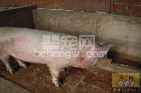 近期母猪疾病的流行特点