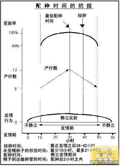 母猪最佳配种时间