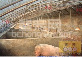 冬季塑料大棚养猪须注意的问题