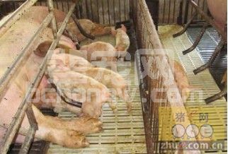 猪流行性腹泻的介绍