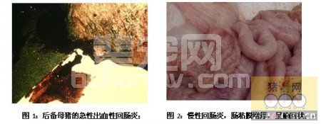 规模化猪场回肠炎感染状态监测与防控
