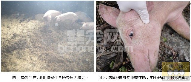 一例肥猪鞭虫病与蛔虫病的诊断与分析