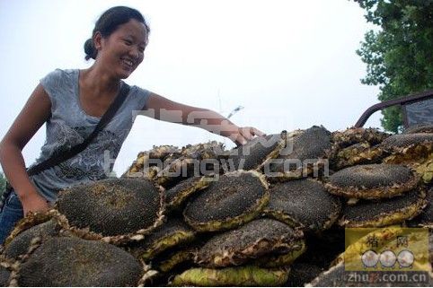 葵花盘喂猪 经济又健康