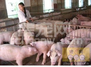 猪发生病毒性腹泻后紧急预案