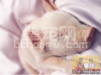 养猪过程中的关键“三天”介绍