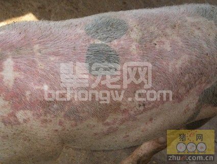防治猪丹毒的加味白虎汤