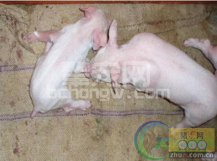 香连槟榔煎巧治仔猪副伤寒