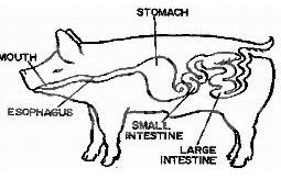 猪的消化生理