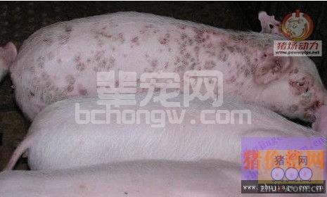 猪圆环病毒病的诊断及防治技术
