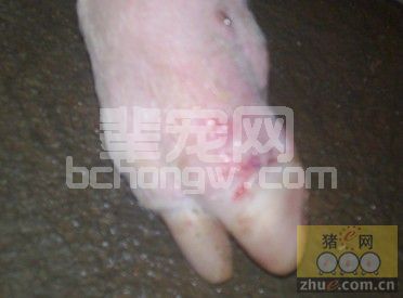 猪的病毒性传染病--口蹄疫