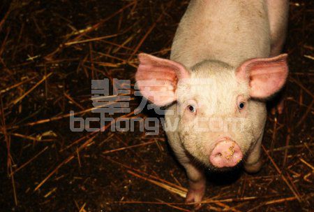 喂猪省料的几条建议介绍