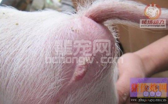 新生仔猪无肛门的治疗技术