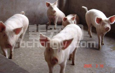 育肥猪发烧的主要治疗措施
