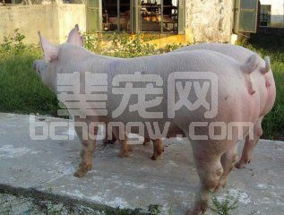 养猪关键要管理好两个环节