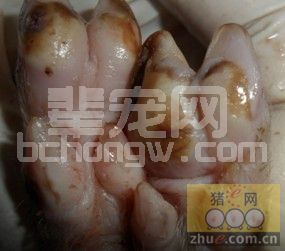猪营养缺乏引发猪病混合感染病例分析