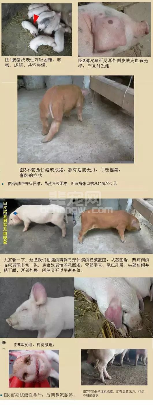 本病夏季多发，比猪瘟还可怕！养猪朋友一定要重视！