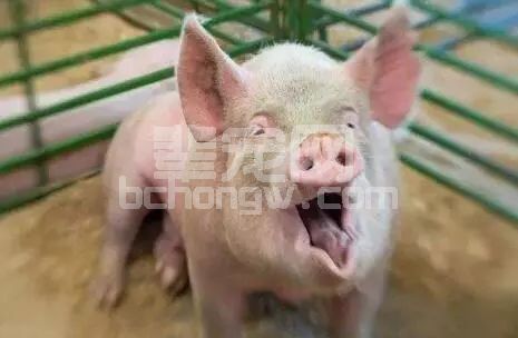 防重于治！猪反复咳嗽喘气的巧妙处理