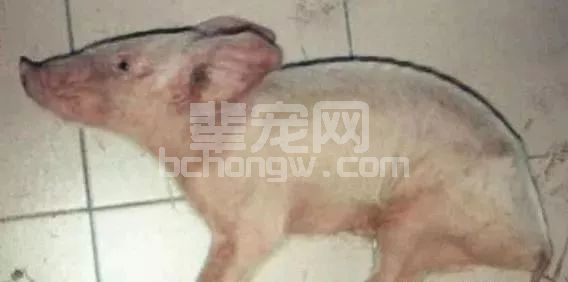 气温回升猪脑炎型链球菌多发，该怎样防治？