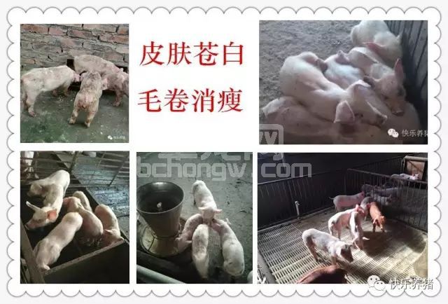 如何解决保育猪咳嗽喘气，毛卷消瘦，死淘率高等问题？