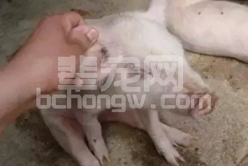 这3种猪病混合感染危害很大，养猪人一定要注意！