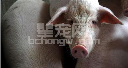 猪吃料呕吐的原因分析，这些你都要知道！