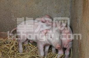 养猪人打疫苗，这7个错误最为常见、最为致命！