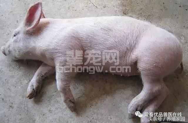 养猪必知：猪常用的五种疫苗的使用方法