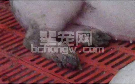 做过口蹄疫疫苗无效怎么办？影响疫苗效果的几个方面