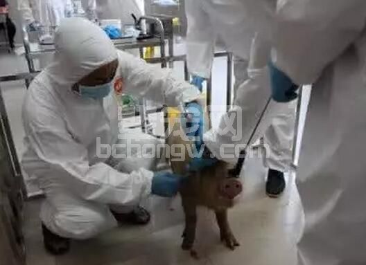 养猪疫苗这么多，你是如何保管的？