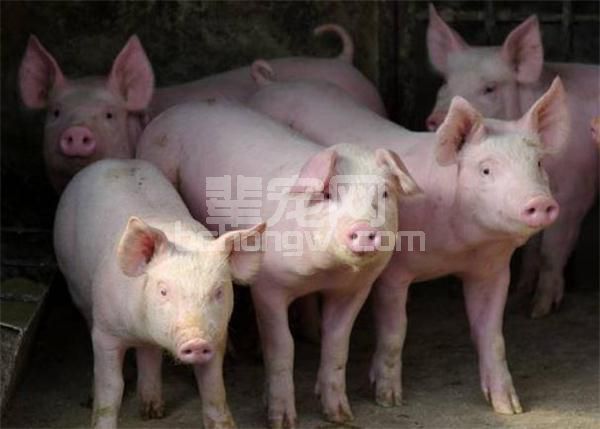 原来疫苗也不是灵丹妙药，养殖户使用疫苗时要避免疫苗病！