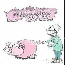 你可晓得！猪接种疫苗的注意事项！