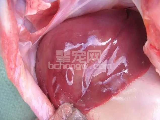 频繁免疫对猪场有多大危害呢？