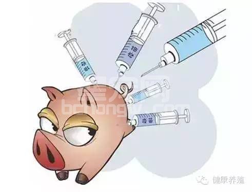 养了这么多年猪，给猪打疫苗，你做对了几条？