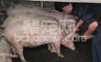 猪瘟和口蹄疫疫苗是同时免疫好？还是分开免疫好？